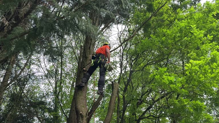 Best Seasonal Cleanup (Spring/Fall)  in Toledo, OR