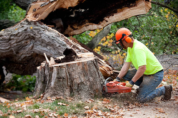 Reliable Toledo, OR Tree Care  Solutions